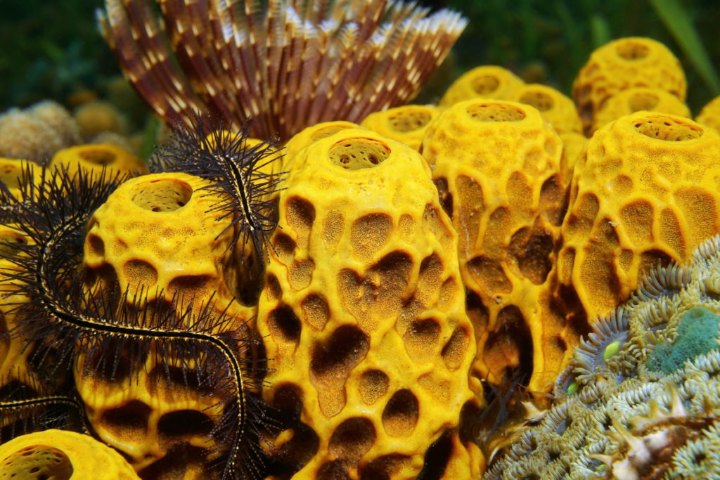 Close-up of yellow tube sponge Aplysina insularis