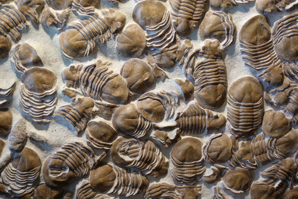 Trilobyte fossils on sand stone background
