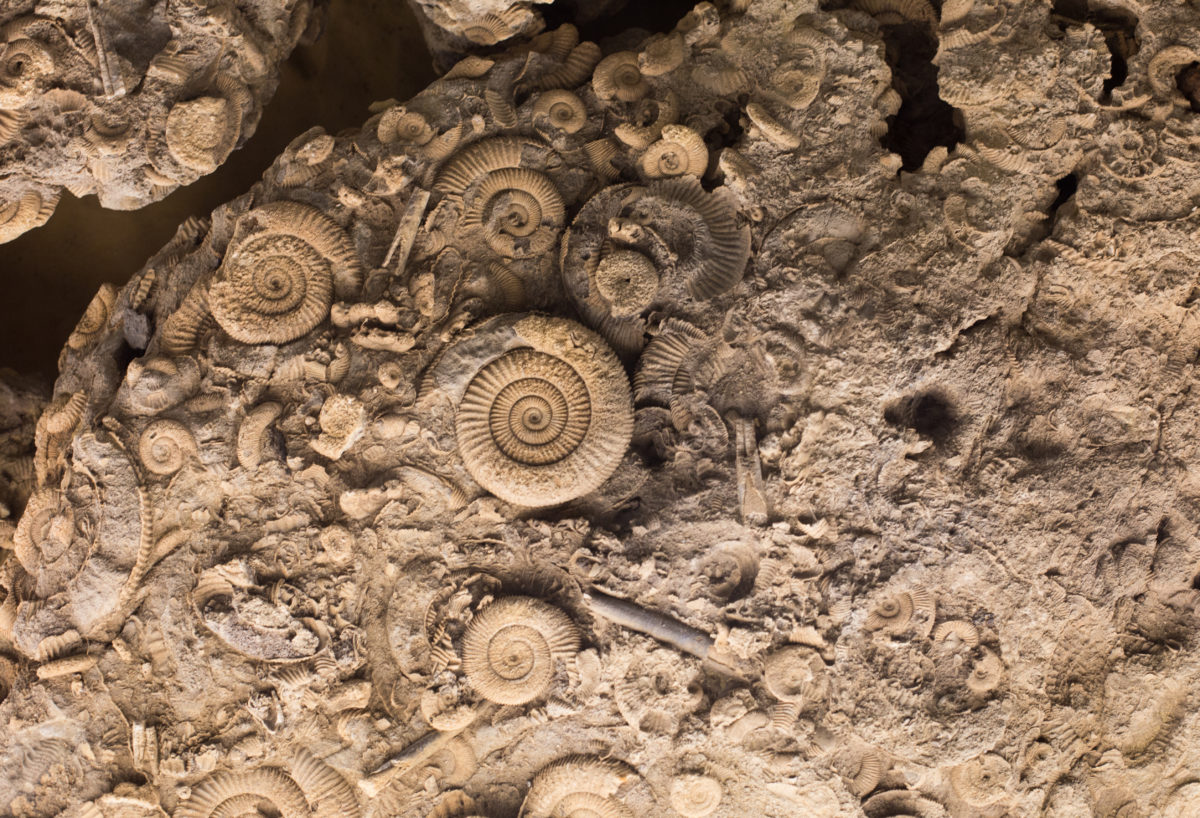 Fossils in rock