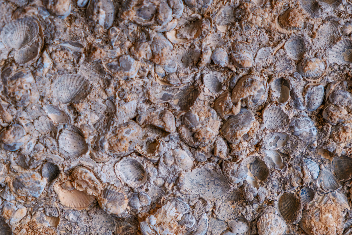 Geological sample with small shells