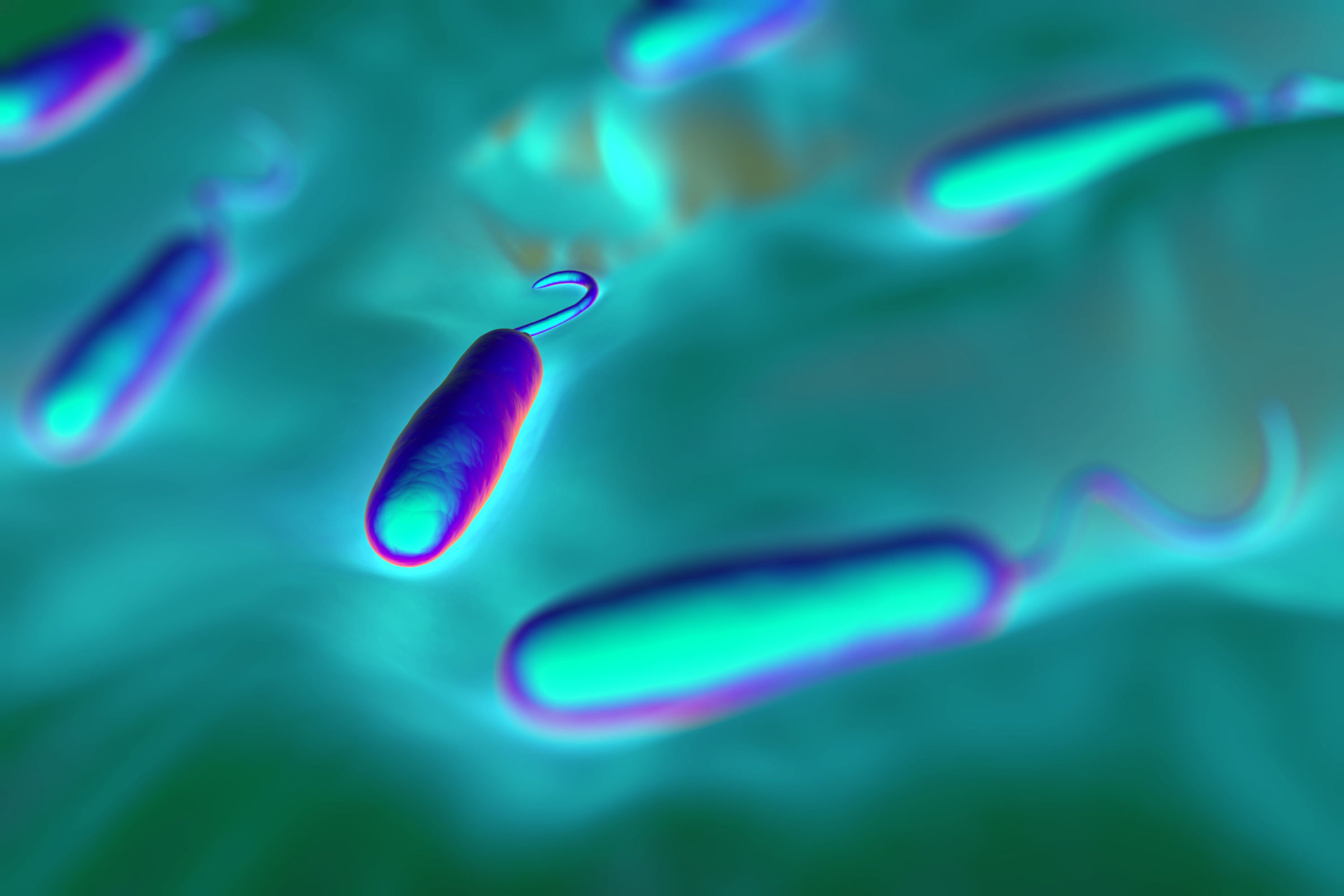 Gram-negative rod-shaped bacteria have a single polar flagellum